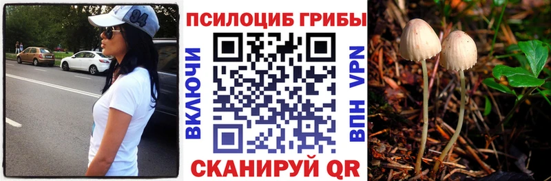 Псилоцибиновые грибы Psilocybine cubensis  Купить где  Верея 